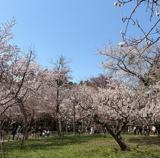 【札幌の春】桜と梅が同時に咲く札幌のお花見🌸