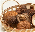 What Is Shiitake? A Complete Guide to Japanese Shiitake Mushroom