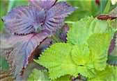 What Is Shiso? A Complete Guide to Japanese Perilla Leaf