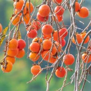 What Is Kaki? A Complete Guide to Japanese Persimmon