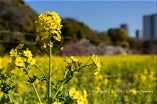 What Is Nanohana? A Complete Guide to Japanese Rapeseed Blossoms