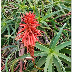 Japanese Aloe Vera Drink: A Complete Guide to Japan's Wellness Beverage Culture