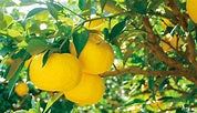What Is Yuzu? A Complete Guide to Japanese Citrus Fruit