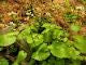 What Is Wasabi? A Complete Guide to Japanese Horseradish
