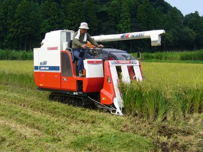 What Is Japanese Rice? A Complete Guide to Japanese Short-Grain Rice