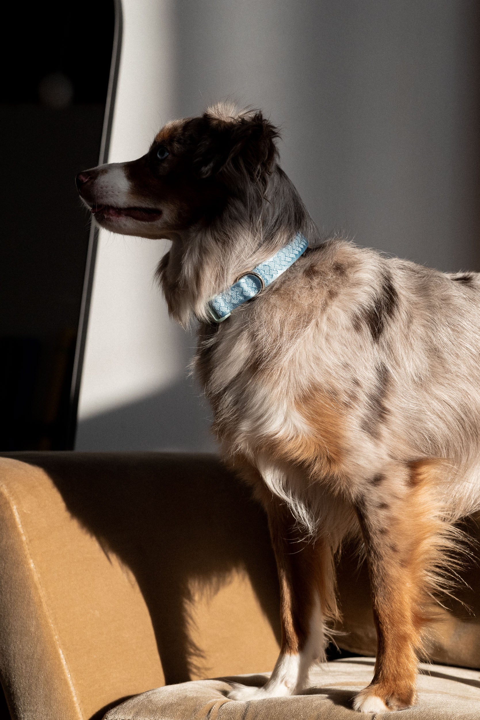 Daily Collar - Cloud