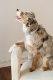 Daily Collar - Cloud