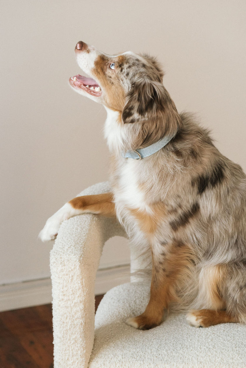 Daily Collar - Cloud