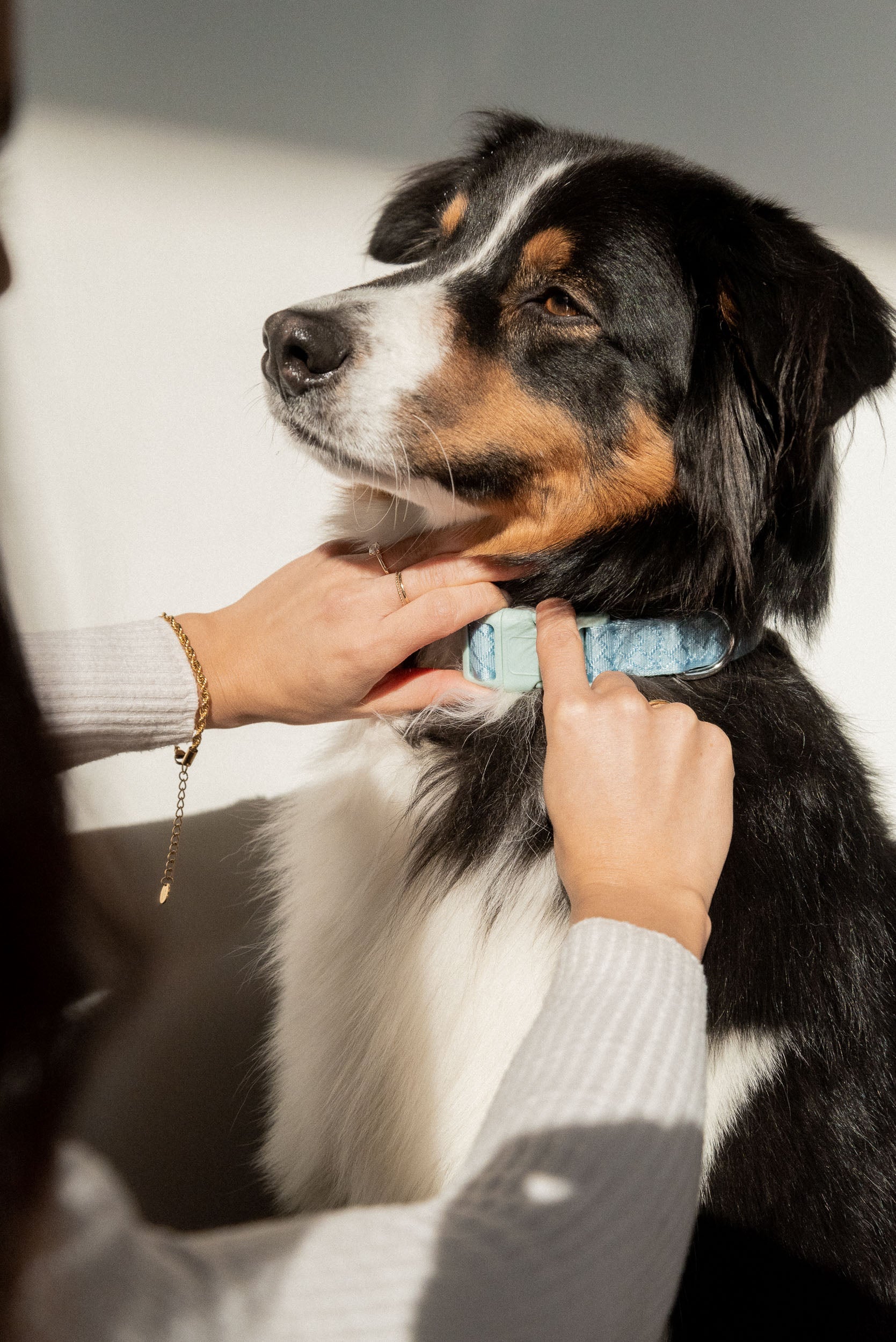 Daily Collar - Cloud