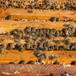 Pure Ukrainian Wildflower Honey 1kg