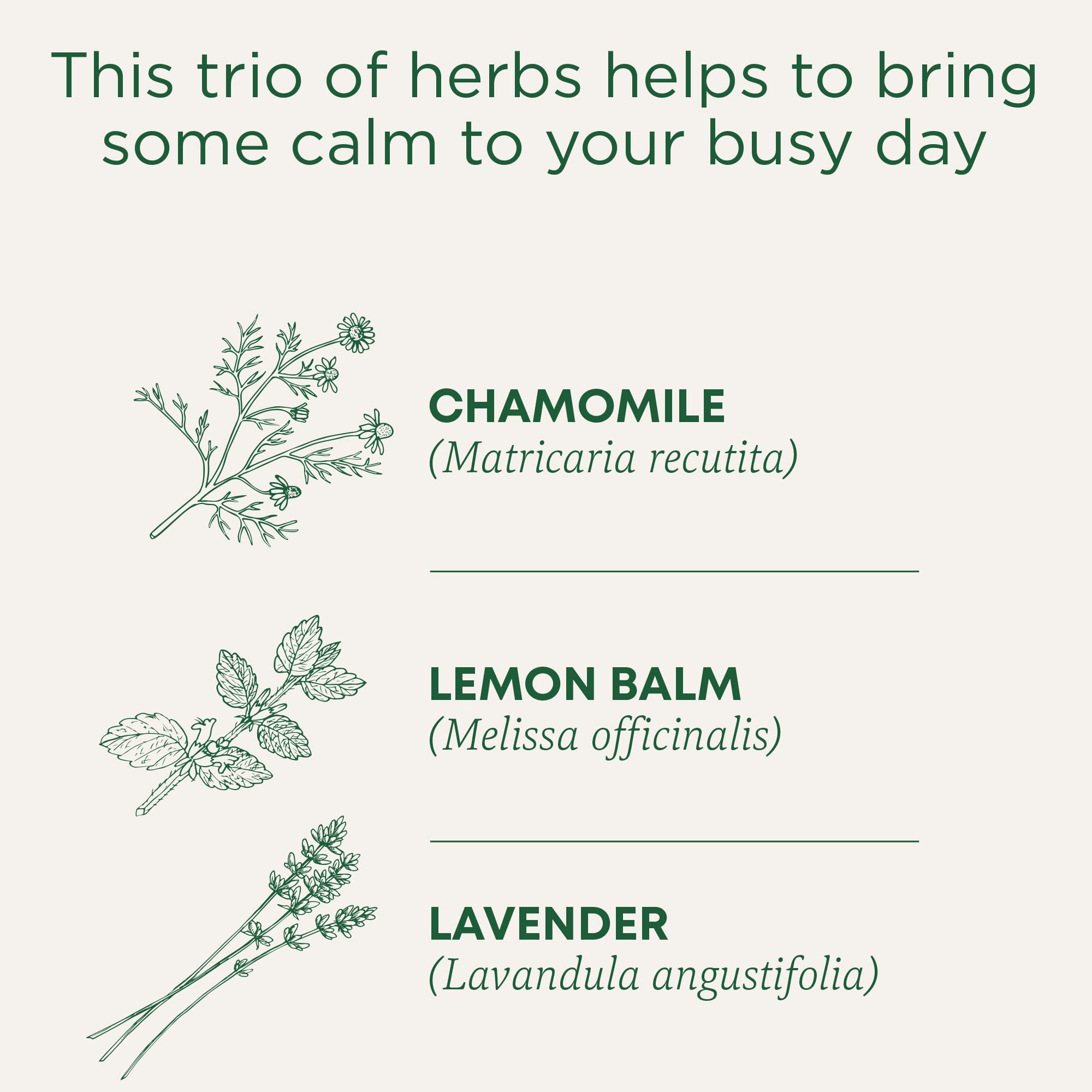 Traditional Medicinals - Organic Chamomile With Lavender (16bg)