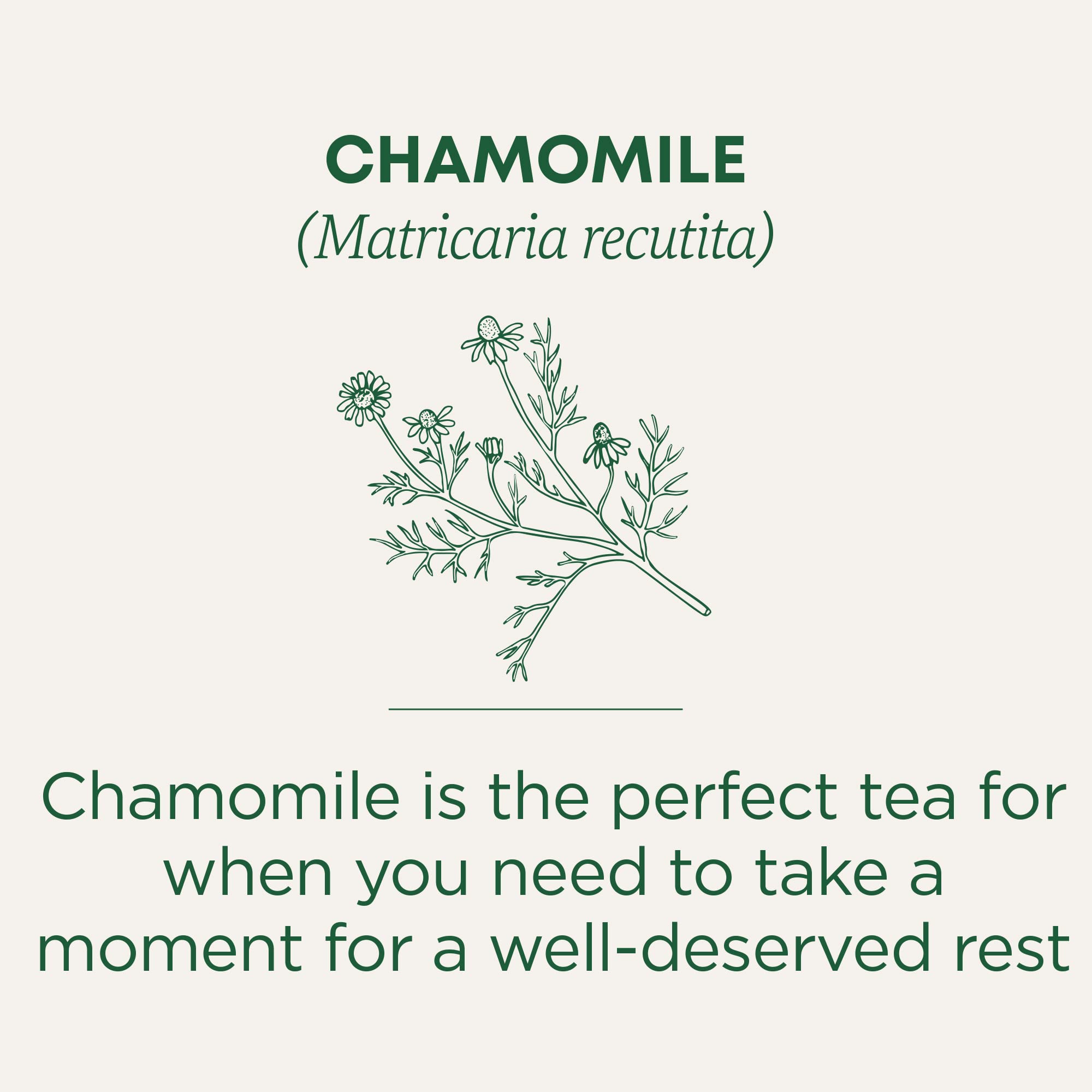 Traditional Medicinals - Organic Chamomile (16bg)