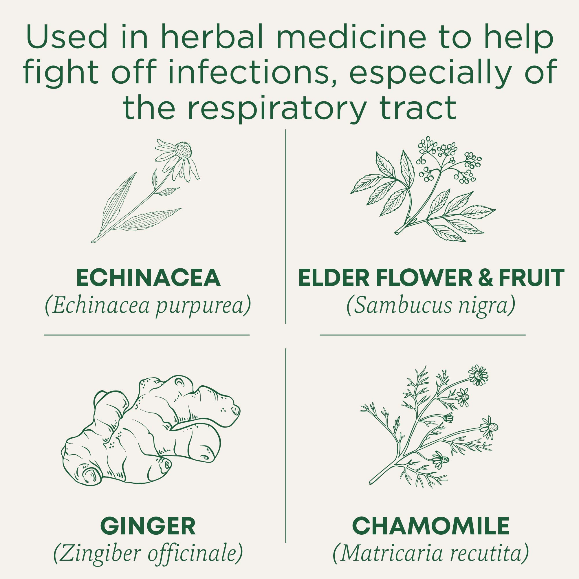 Traditional Medicinals - Organic Echinacea Plus Elderberry (16bg)