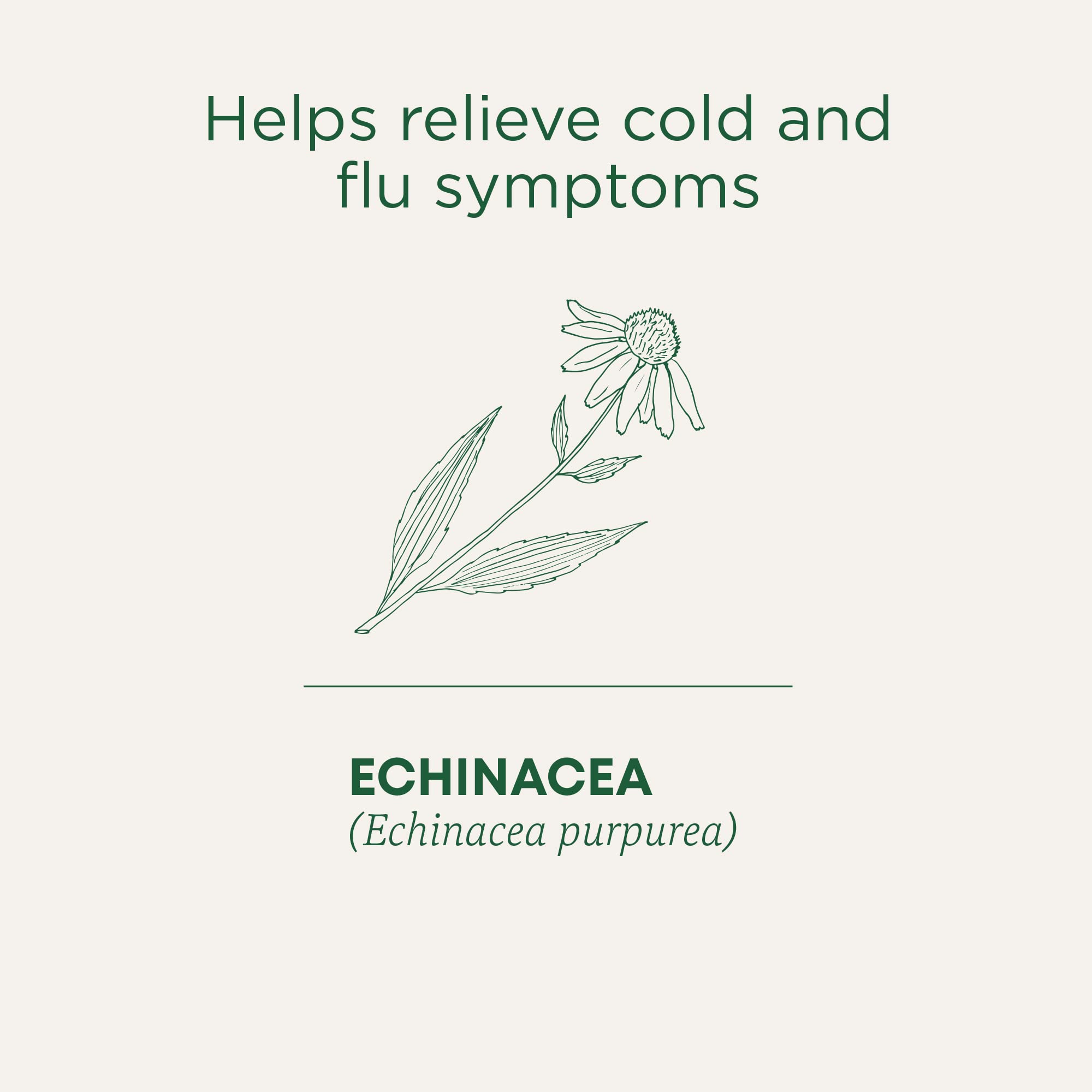 Traditional Medicinals - Organic Echinacea Plus (16bg)