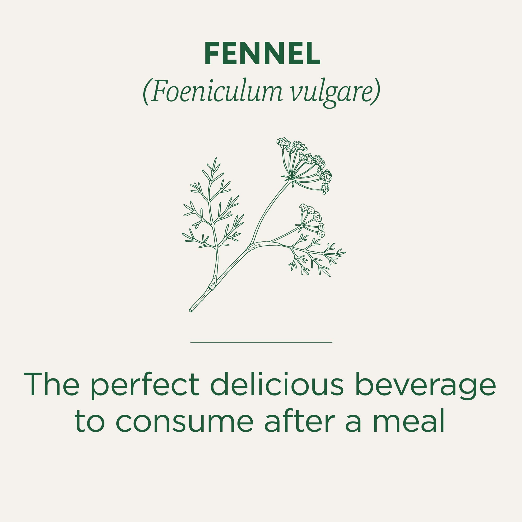 Traditional Medicinals - Organic Fennel (16bg)