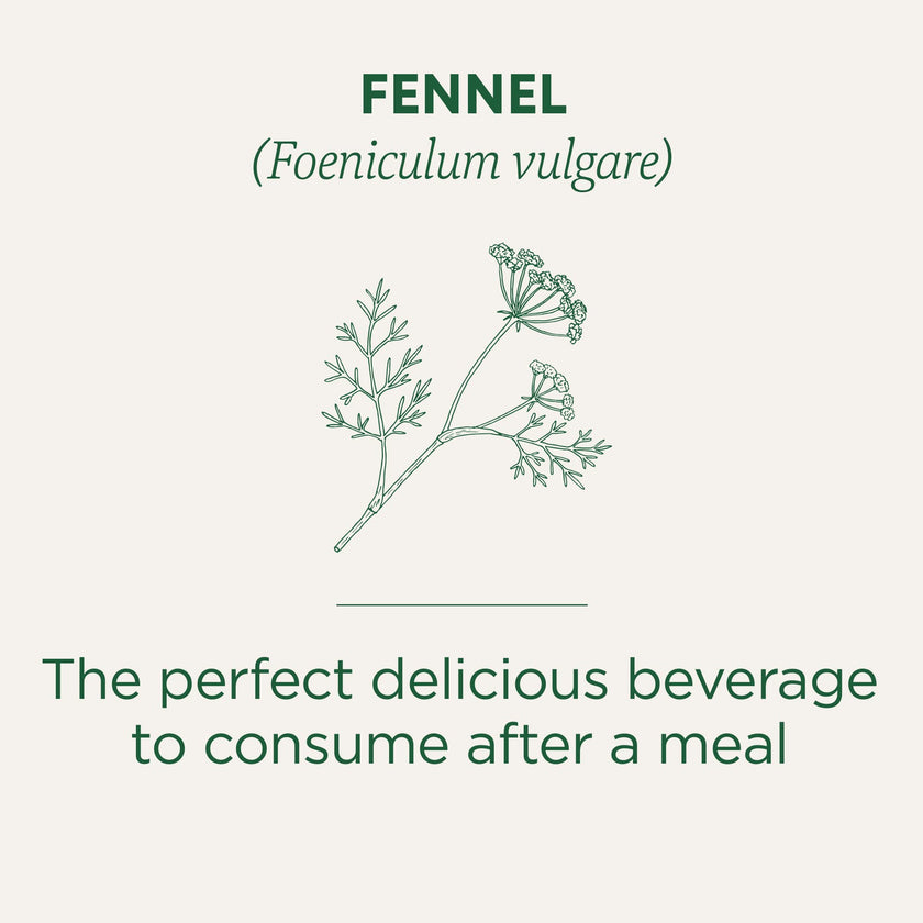 Traditional Medicinals - Organic Fennel (16bg)