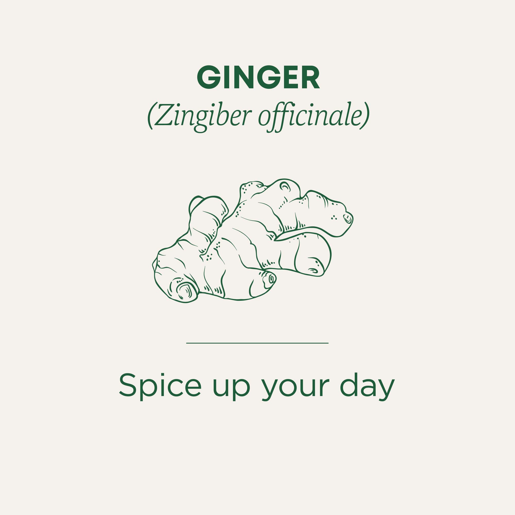 Traditional Medicinals - Organic Ginger (16bg)