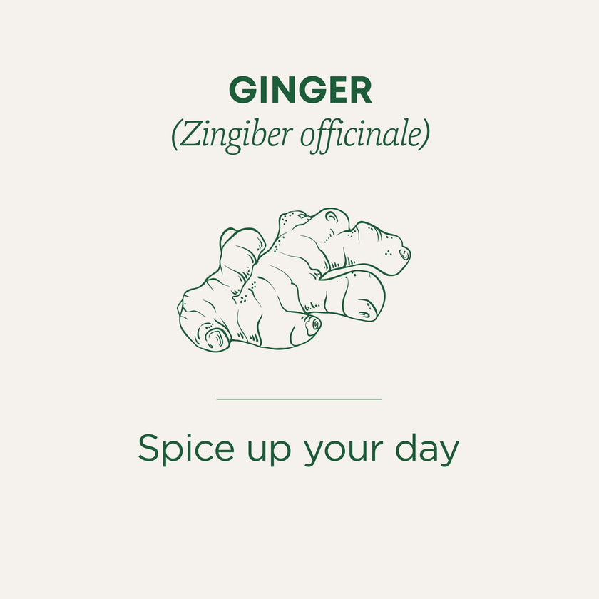 Traditional Medicinals - Organic Ginger (16bg)