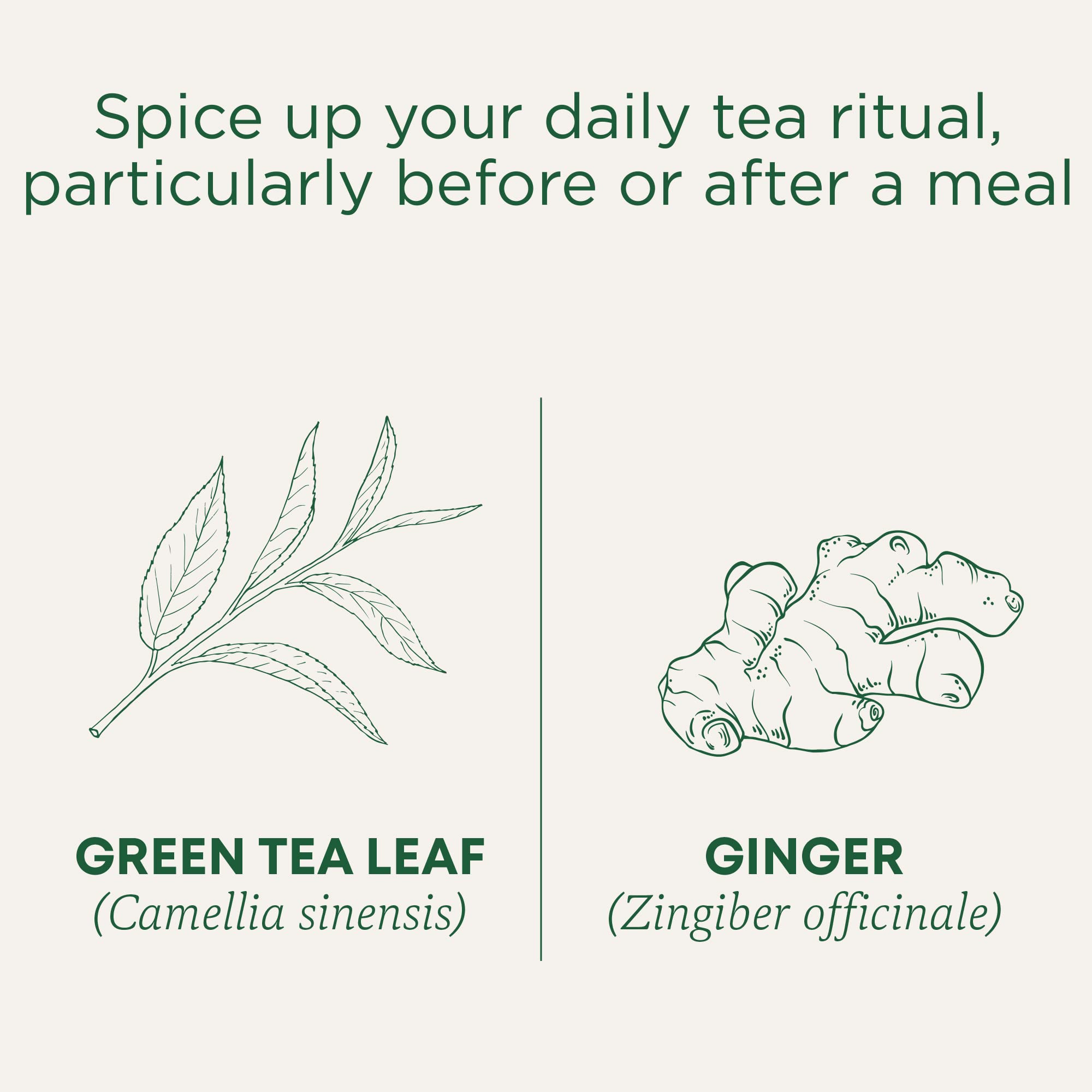 Traditional Medicinals - Organic Green Tea Ginger (16bg)