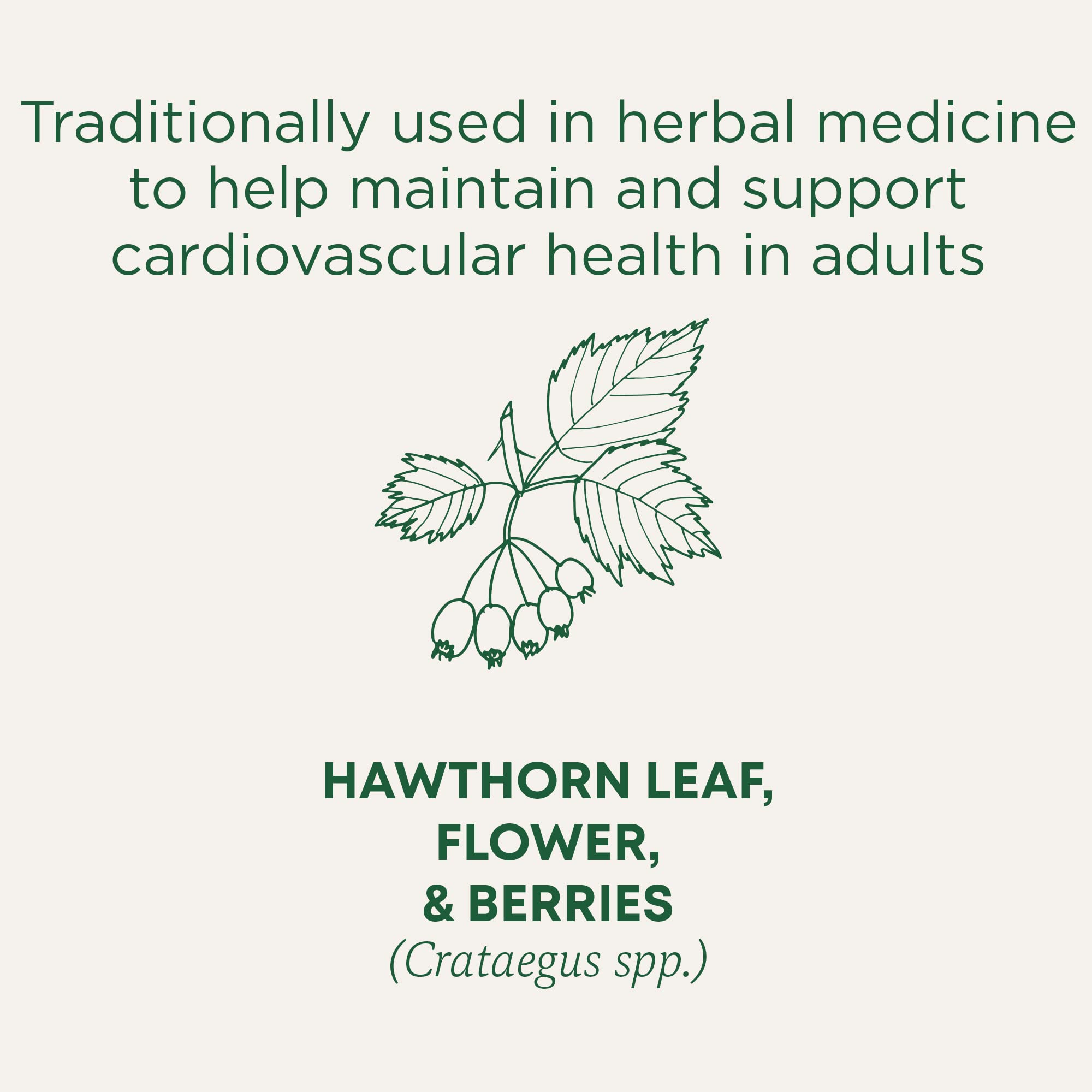 Traditional Medicinals - Organic Hawthorn With Hibiscus (16bg)