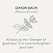 Traditional Medicinals - Organic Lemon Balm (16bg)