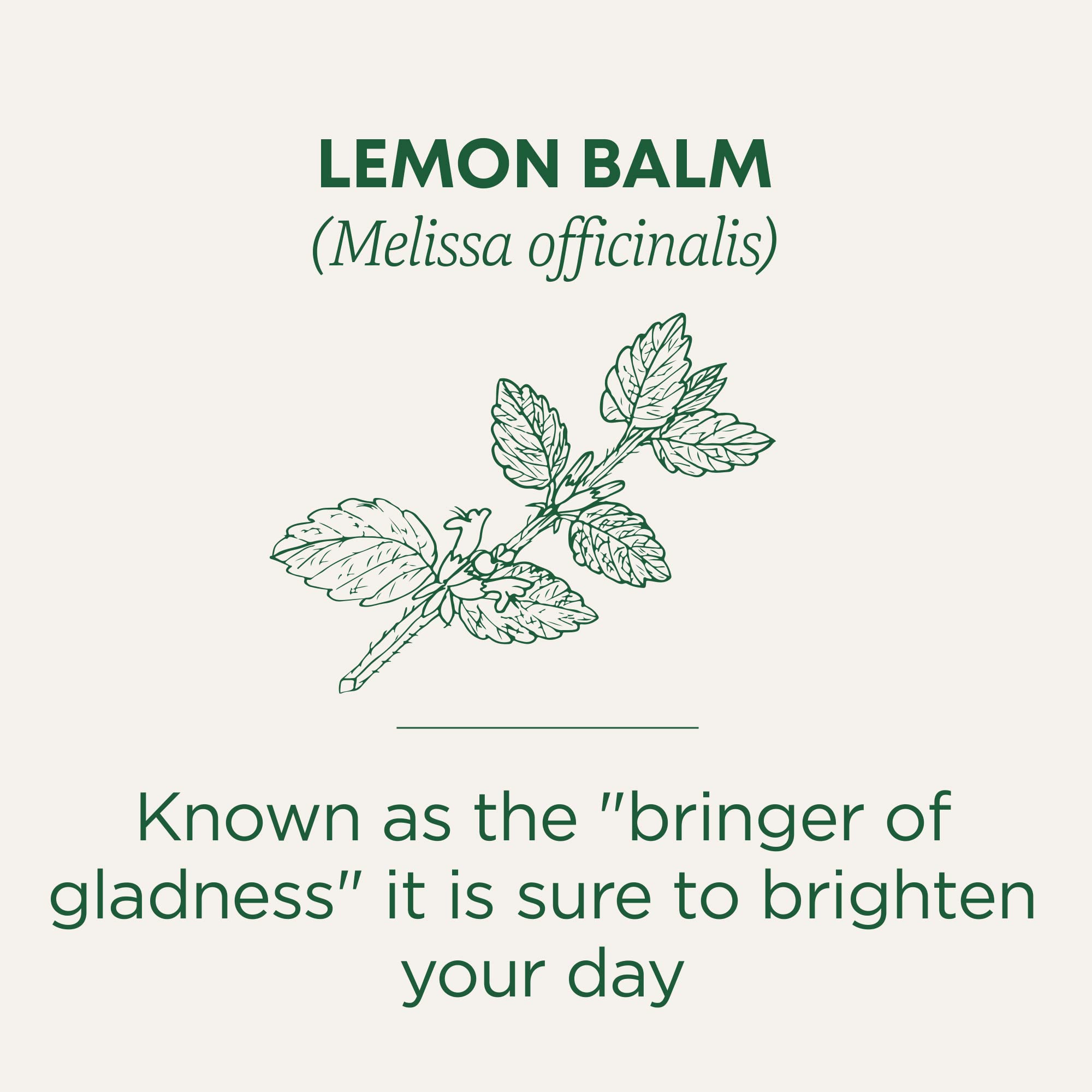 Traditional Medicinals - Organic Lemon Balm (16bg)