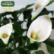Flower Pro Book | Volume 2