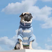 Dog Sweater | Head in the Clouds Knit
