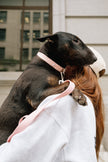 Daily Collar - Lychee