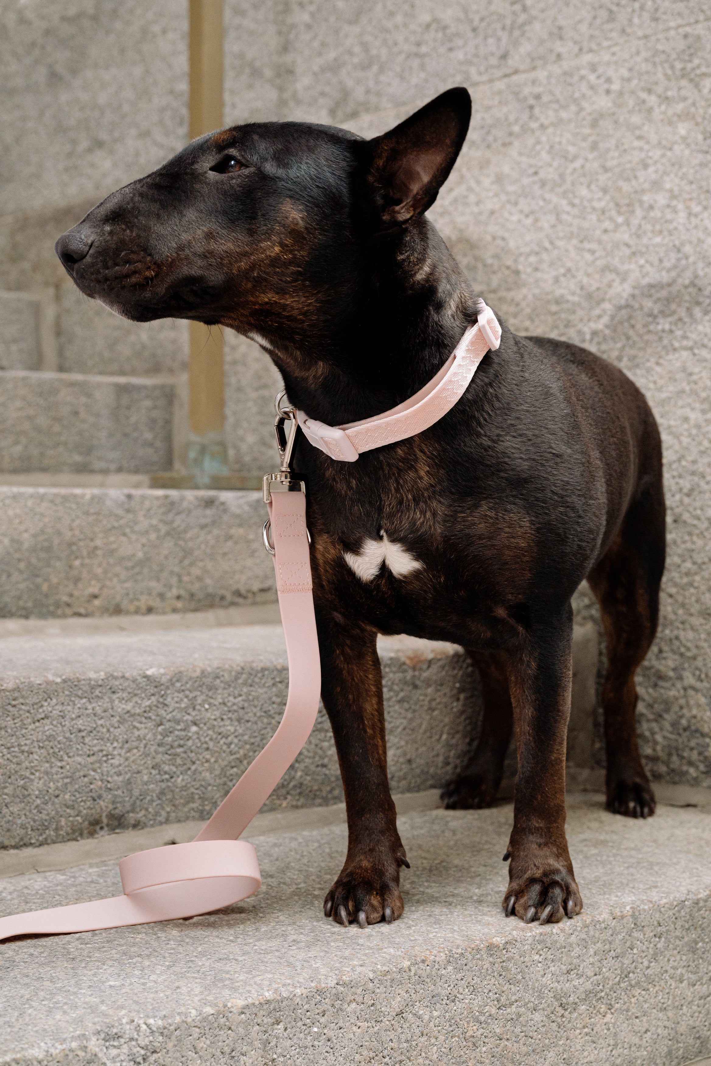 Daily Collar - Lychee