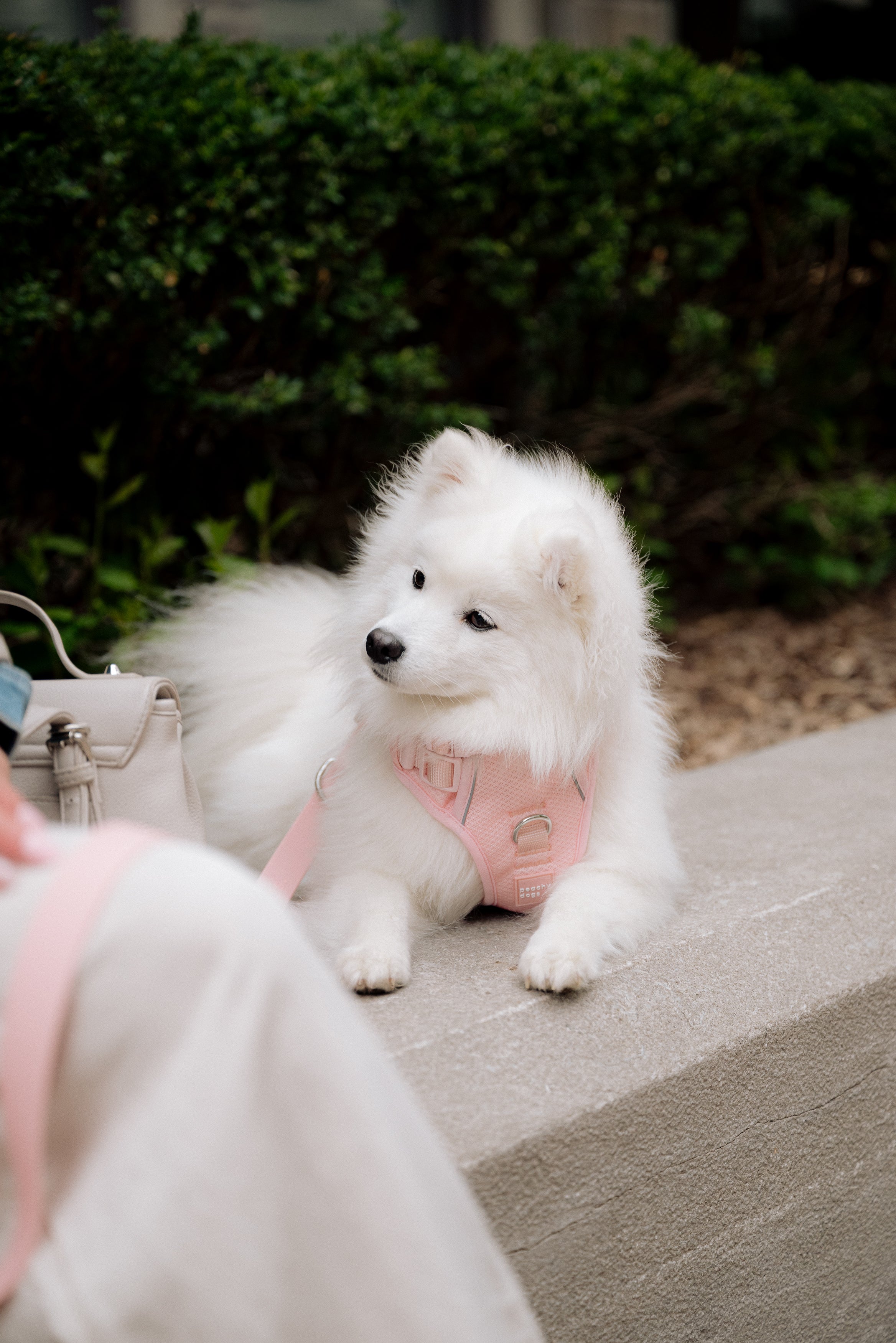 Classic 2.0 Harness Lychee