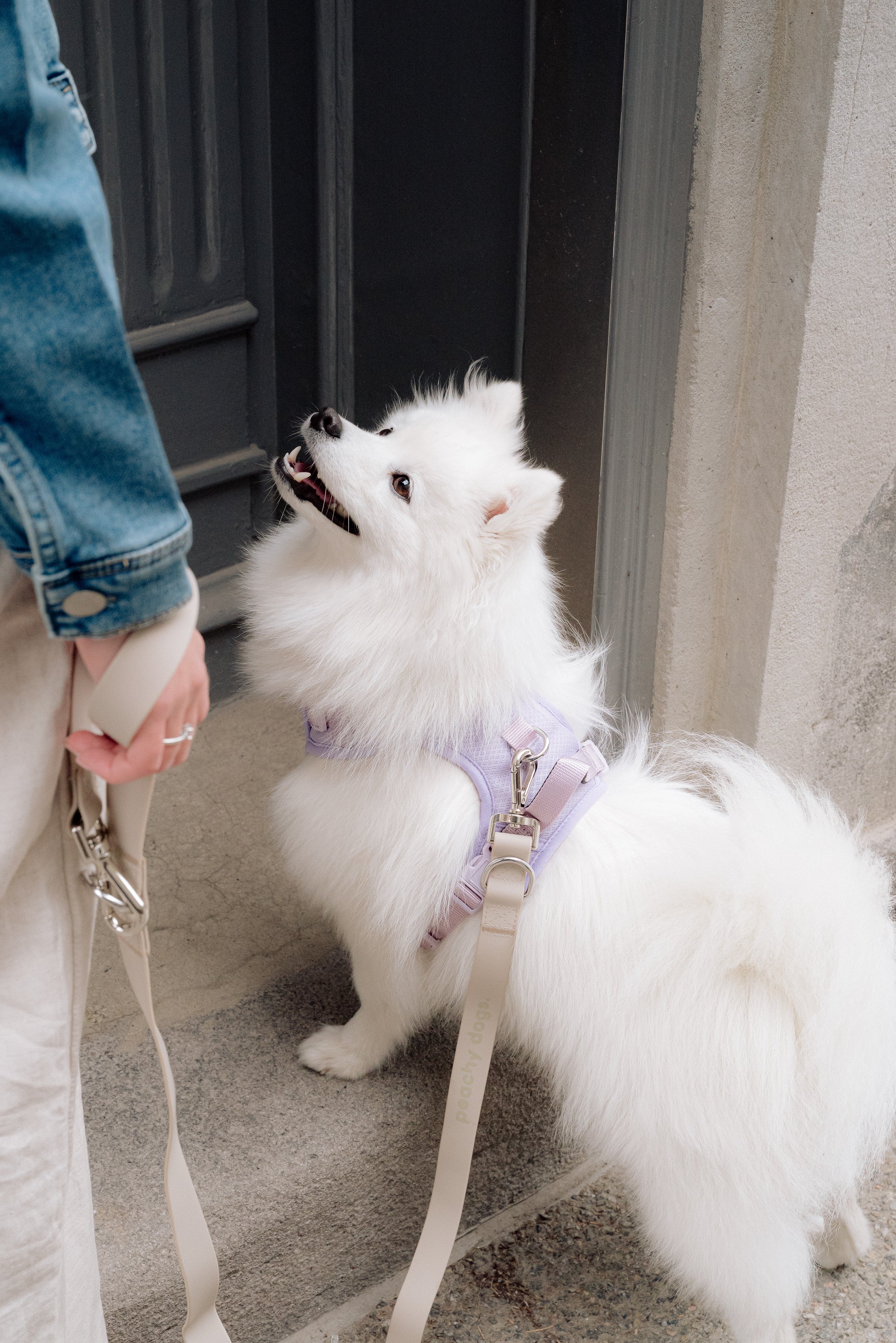 Classic 2.0 Harness Lila