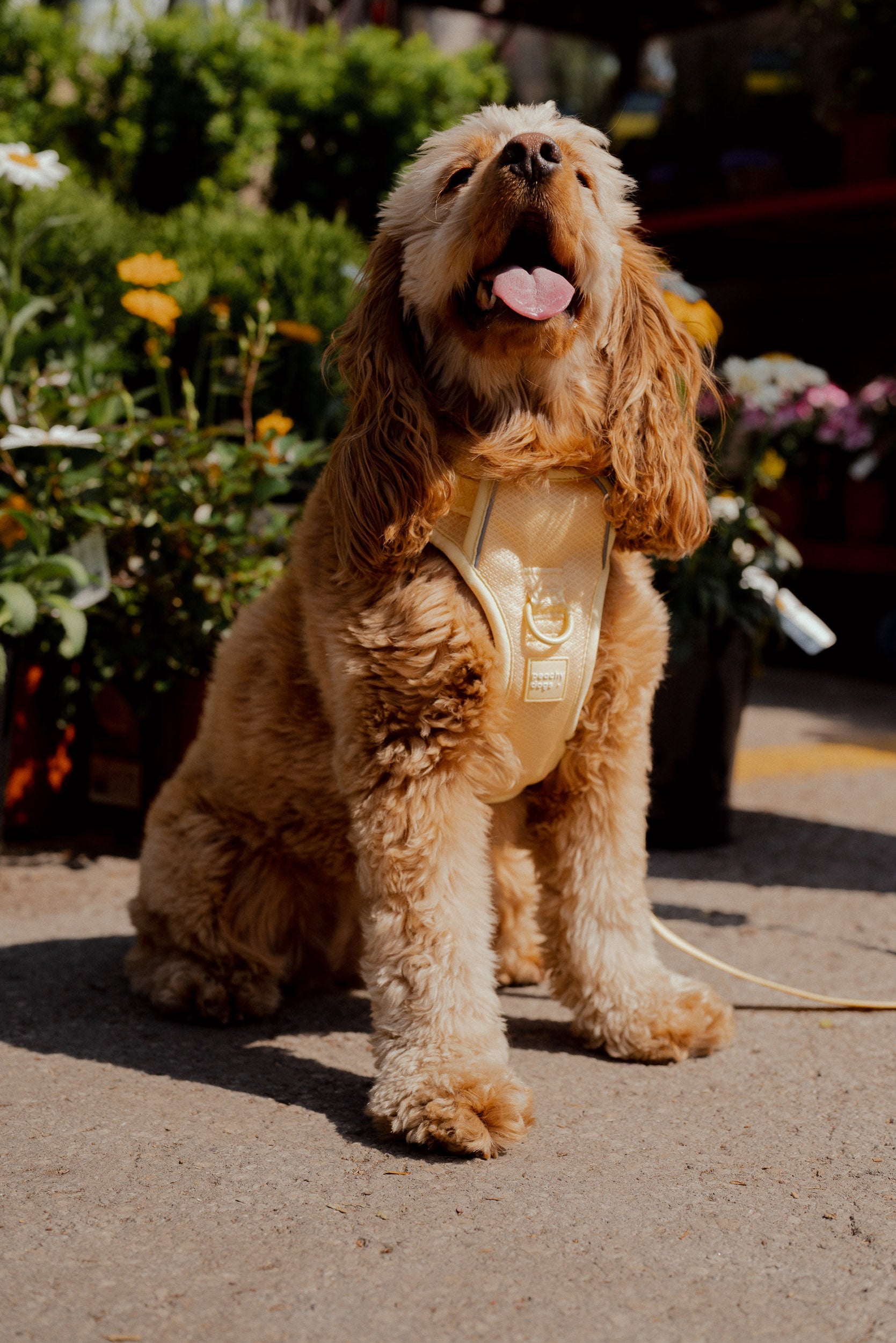 Classic 2.0 Harness Limoncello
