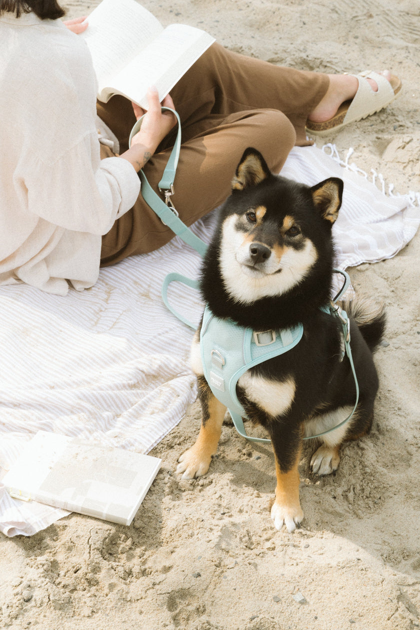 Classic 2.0 Harness Breeze
