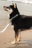 Easy Collar - Breeze
