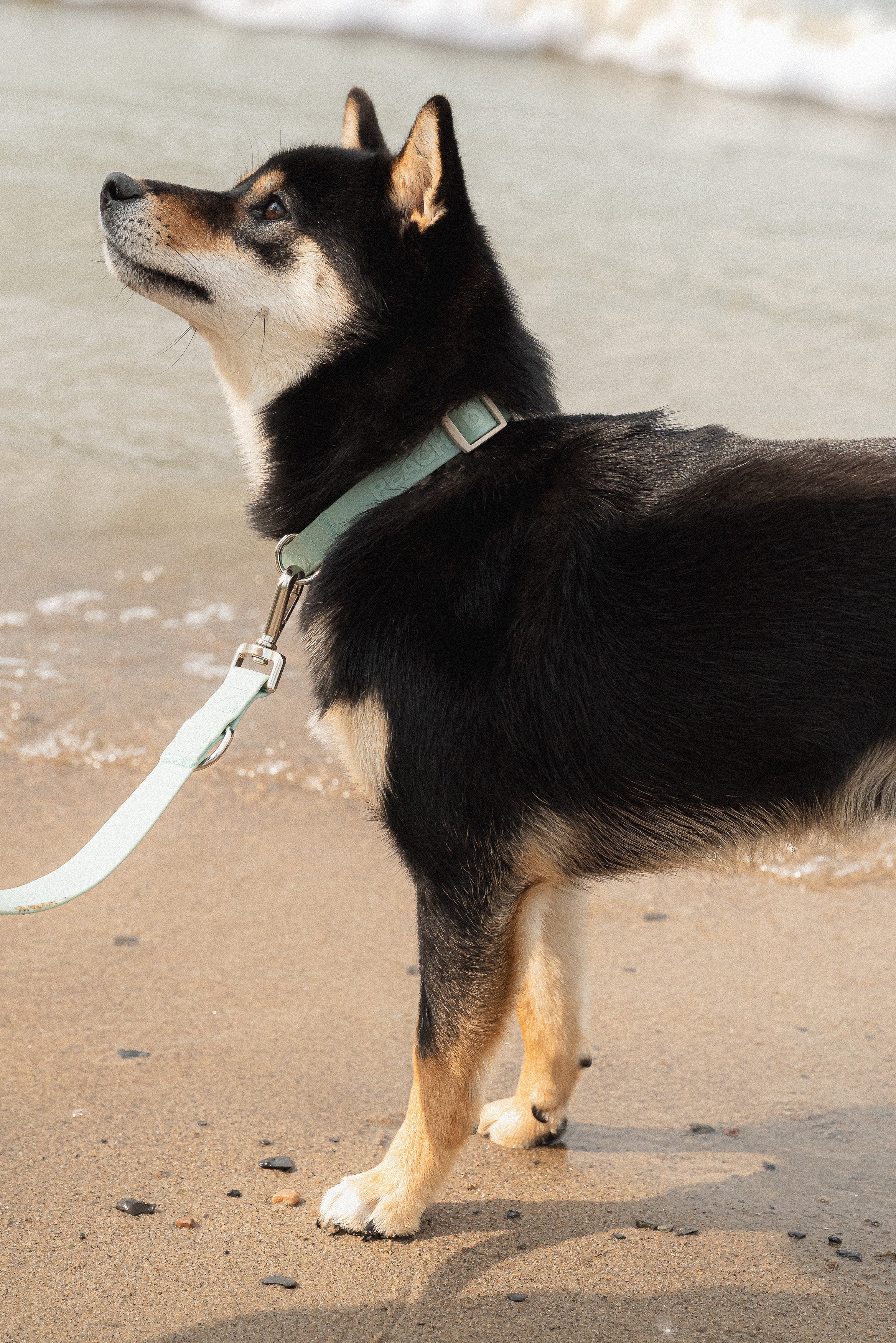Easy Collar - Breeze