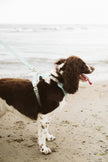 Classic 2.0 Harness Breeze