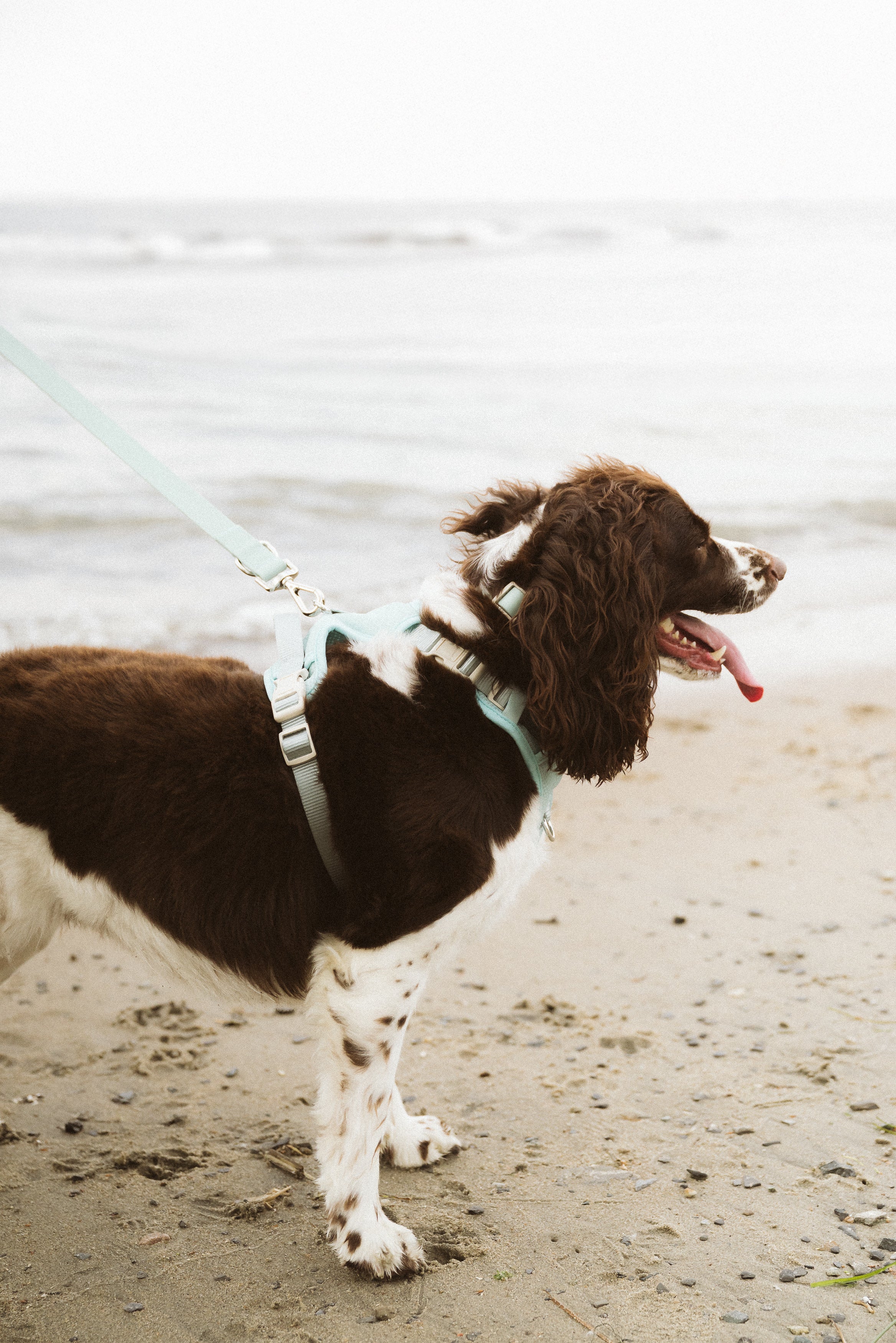 Classic 2.0 Harness Breeze