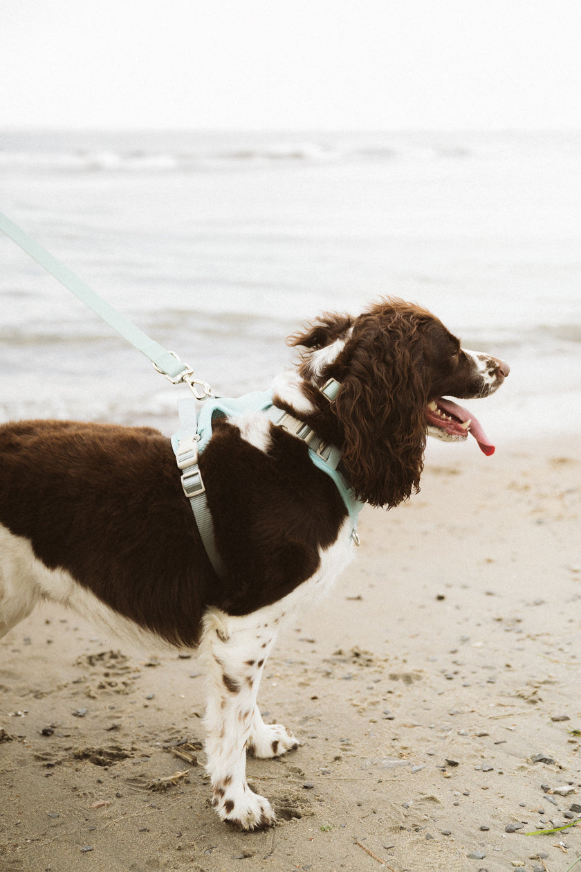 Classic 2.0 Harness Breeze