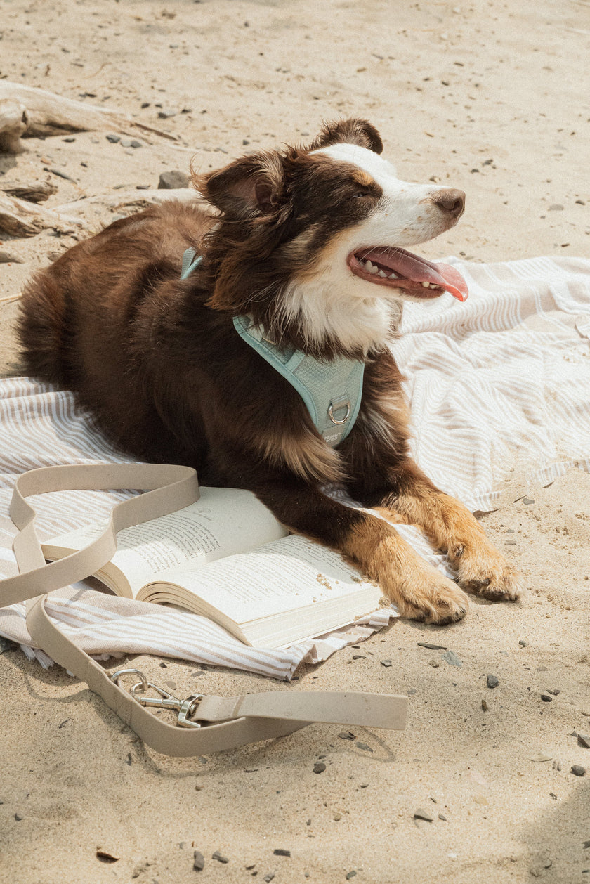 Classic 2.0 Harness Breeze
