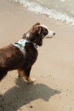 Classic 2.0 Harness Breeze