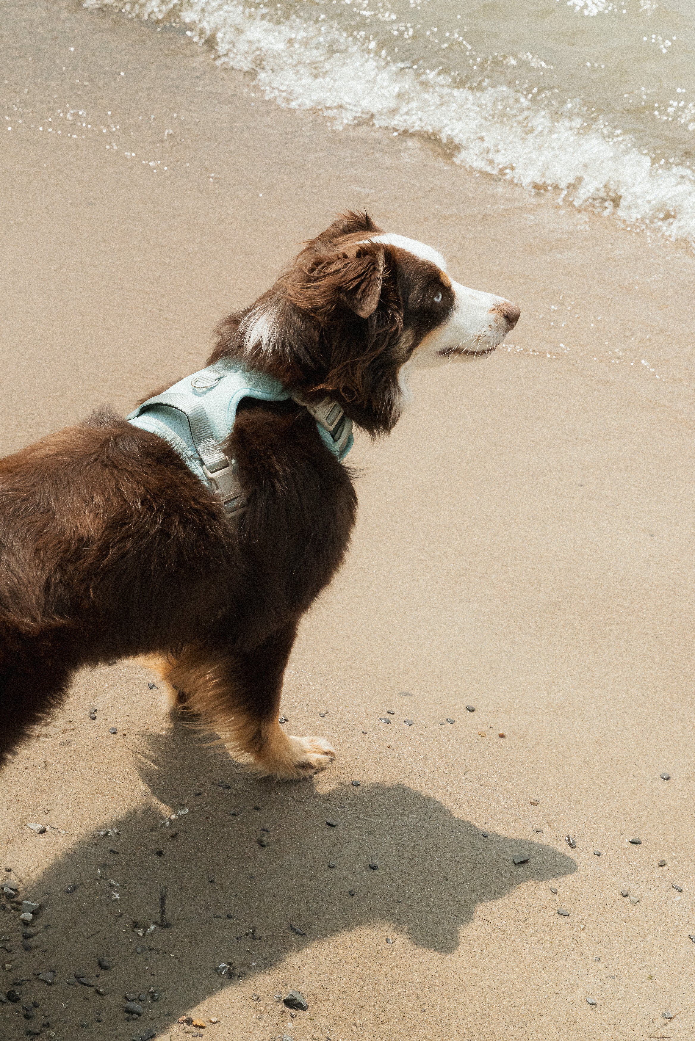 Classic 2.0 Harness Breeze