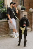 Daily Hands-Free Leash - Matcha