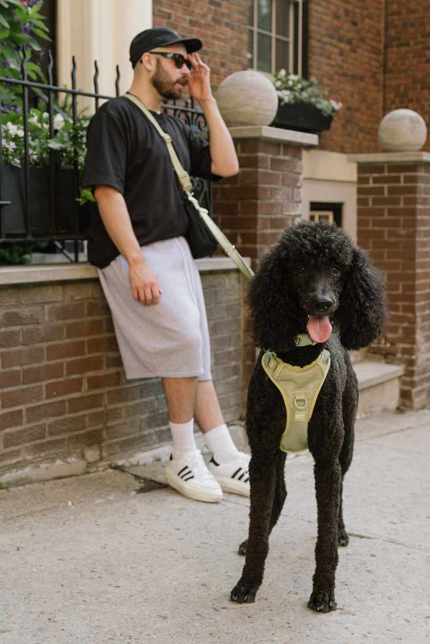 Daily Hands-Free Leash - Matcha