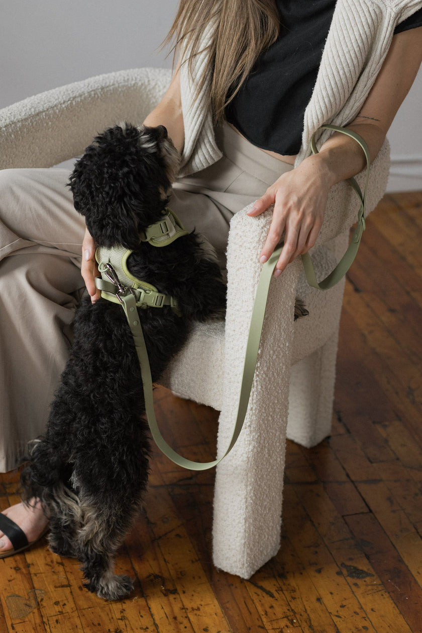 Classic 2.0 Harness Matcha