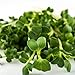 Mumm's Sprouting Seeds - Broccoli Brassica Blend (100g)