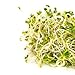 Mumm's Sprouting Seeds - Broccoli Brassica Blend (100g)