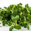 Mumm's Sprouting Seeds - Broccoli Brassica Blend (100g)