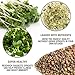 Mumm's Sprouting Seeds - Spring Salad Mix (100g)
