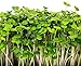 Mumm's Sprouting Seeds - Mellow Microgreen Mix (100g)